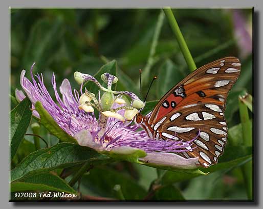 Gulf Fritillary (Agraulis vanillae)