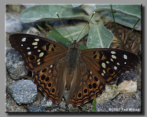 Hackberry Emperor (Asterocampa celtis)