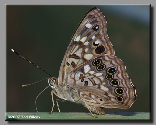 Hackberry Emperor (Asterocampa celtis)