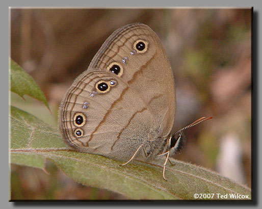 Little Wood-Satyr (Megisto cymela)