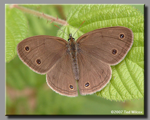 Little Wood-Satyr (Megisto cymela)