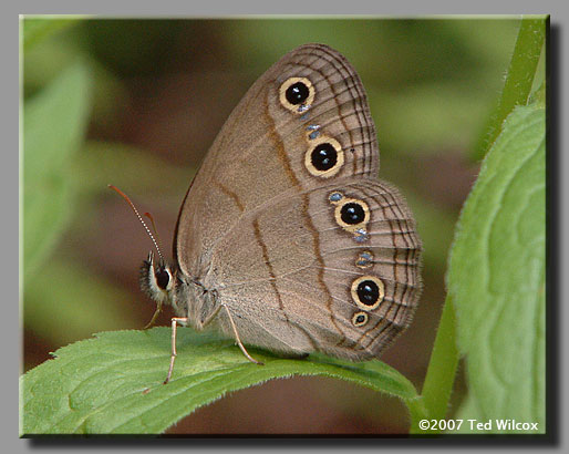 Little Wood-Satyr (Megisto cymela)