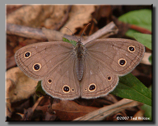 Little Wood-Satyr (Megisto cymela)