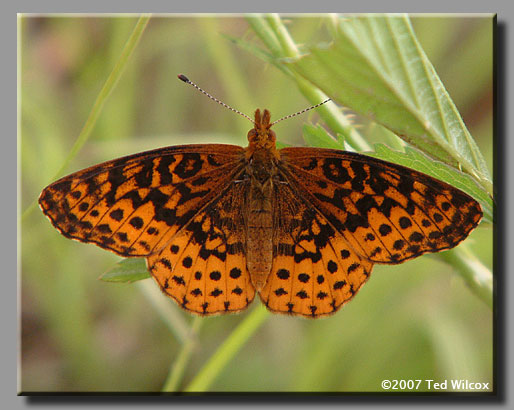 Meadow Fritillary (Boloria bellona)