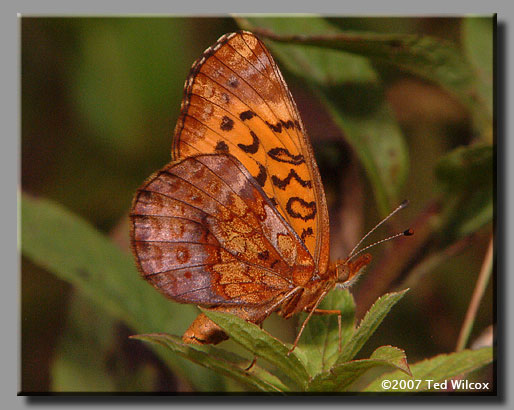 Meadow Fritillary (Boloria bellona)