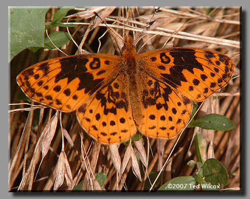 Meadow Fritillary (Boloria bellona)