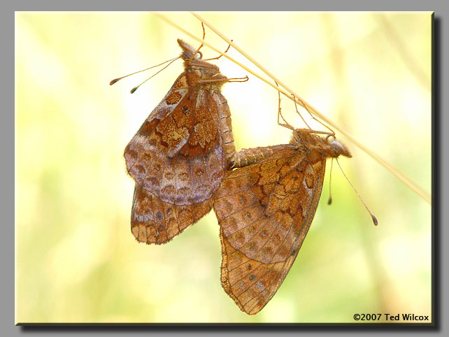 Meadow Fritillary (Boloria bellona)