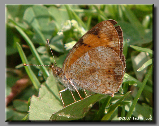 Mimic Crescent (Phyciodes incognitus)