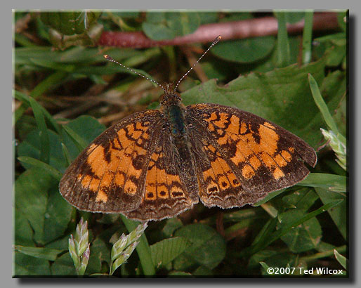 Mimic Crescent (Phyciodes incognitus)