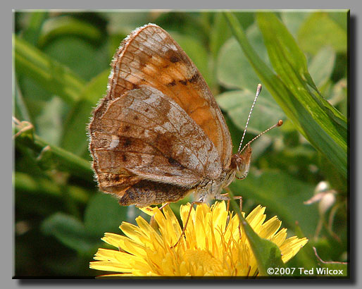 Mimic Crescent (Phyciodes incognitus)