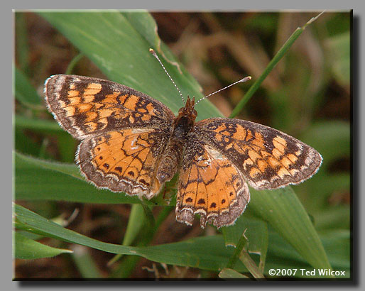 Mimic Crescent (Phyciodes incognitus)