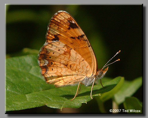 Mimic Crescent (Phyciodes incognitus)