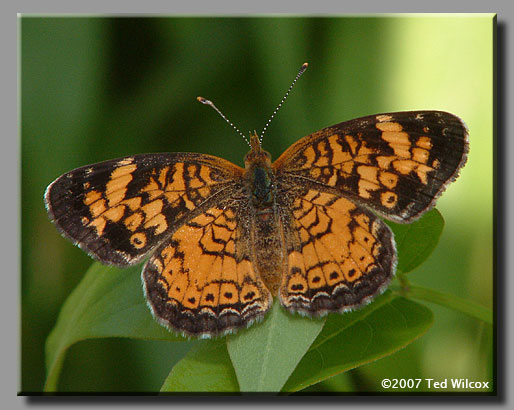 Mimic Crescent (Phyciodes incognitus)