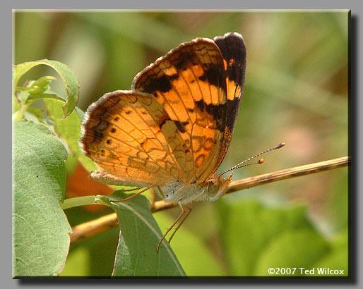 Mimic Crescent (Phyciodes incognitus)