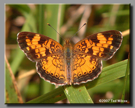 Mimic Crescent (Phyciodes incognitus)