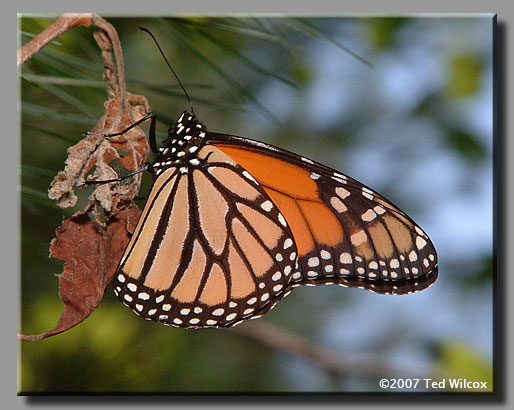 Monarch (Danaus plexippus)