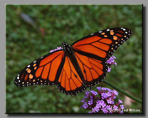 Monarch (Danaus plexippus)