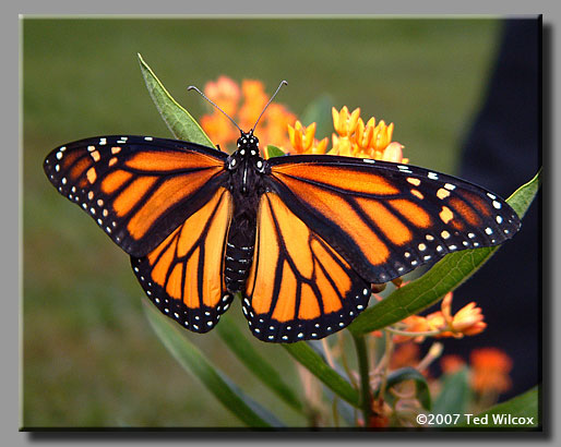 Monarch (Danaus plexippus)