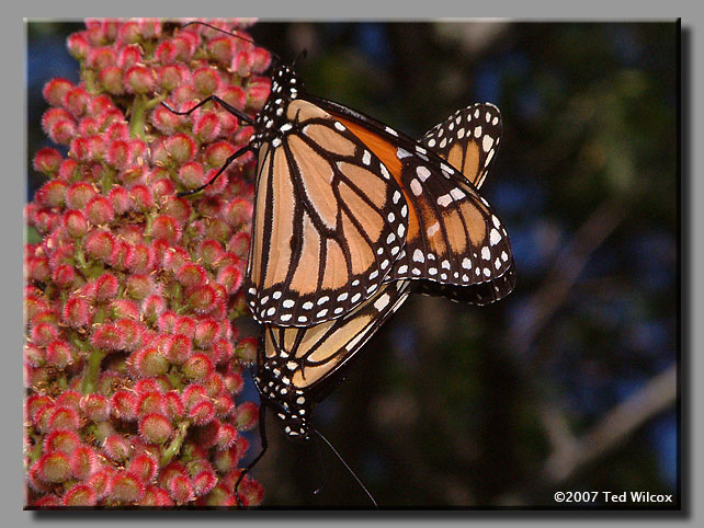 Monarch (Danaus plexippus)