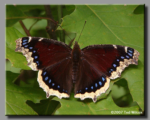 Mourning Cloak (Nymphalis antiopa)