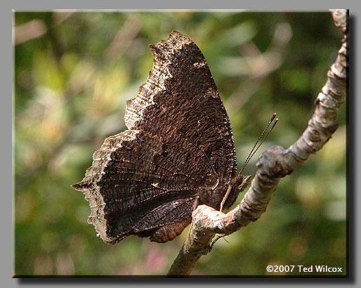 Mourning Cloak (Nymphalis antiopa)