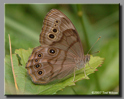 Northern Pearly-eye (Enodia anthedon)