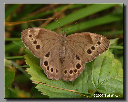 Northern Pearly-eye (Enodia anthedon)