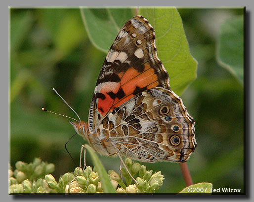 Painted Lady (Vanessa cardui)