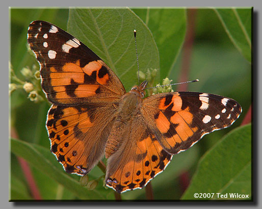 Painted Lady (Vanessa cardui)