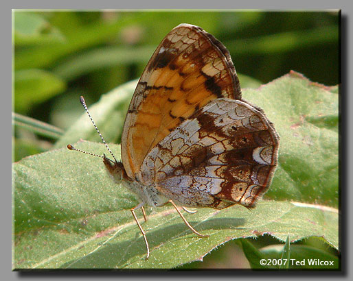 Pearl Crescent (Phyciodes tharos)