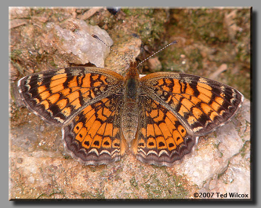 Pearl Crescent (Phyciodes tharos)