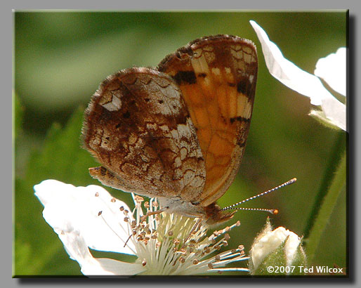 Pearl Crescent (Phyciodes tharos)