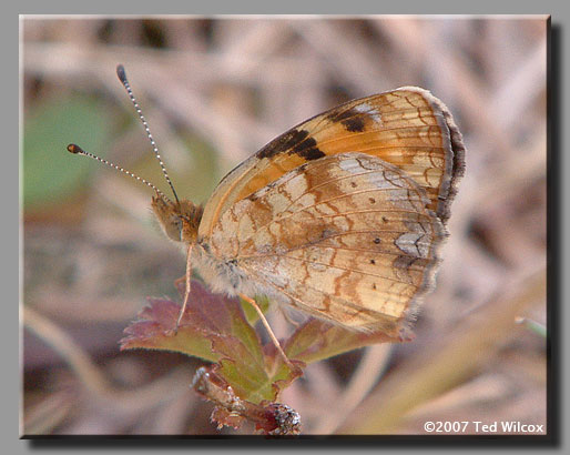 Pearl Crescent (Phyciodes tharos)