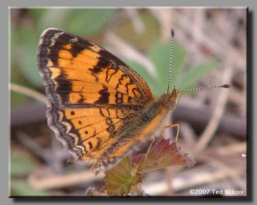 Pearl Crescent (Phyciodes tharos)