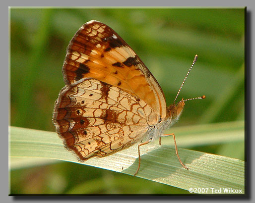 Pearl Crescent (Phyciodes tharos)