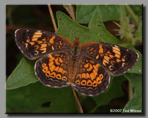 Pearl Crescent (Phyciodes tharos)