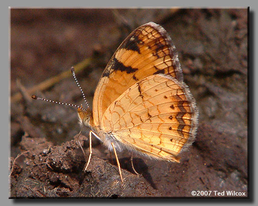 Pearl Crescent (Phyciodes tharos)