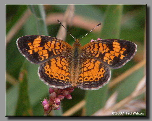 Pearl Crescent (Phyciodes tharos)