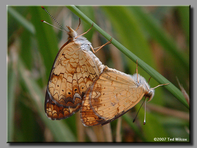 Pearl Crescent (Phyciodes tharos)