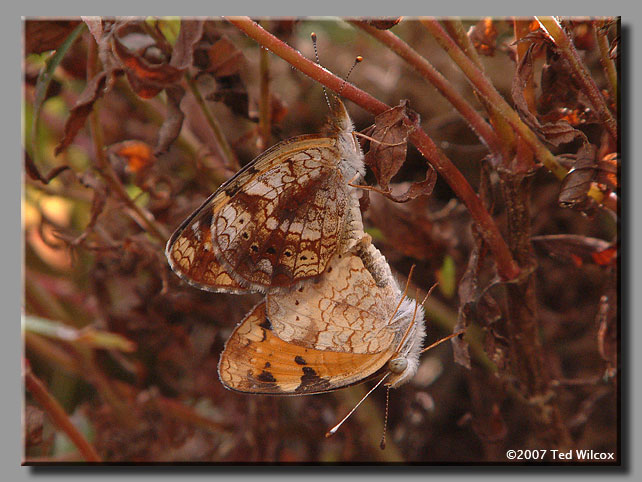 Pearl Crescent (Phyciodes tharos)