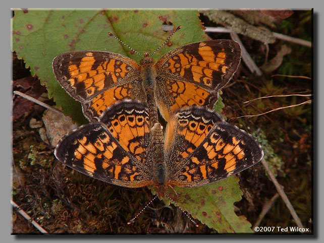 Pearl Crescent (Phyciodes tharos)