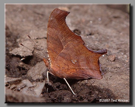 Question Mark (Polygonia interrogationis)