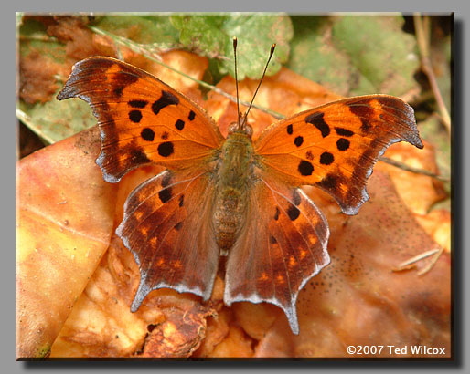 Question Mark (Polygonia interrogationis)