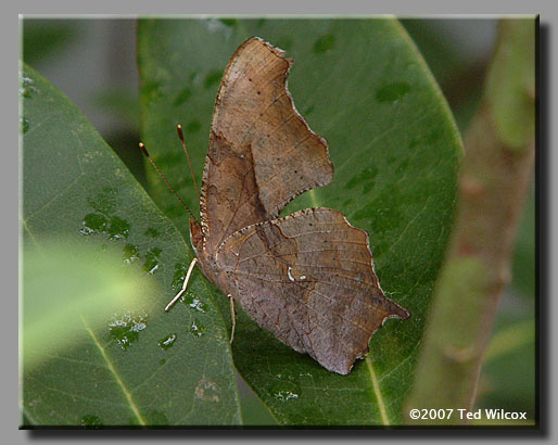 Question Mark (Polygonia interrogationis)