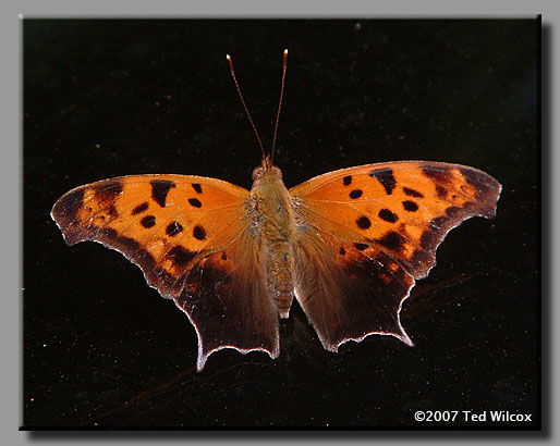 Question Mark (Polygonia interrogationis)