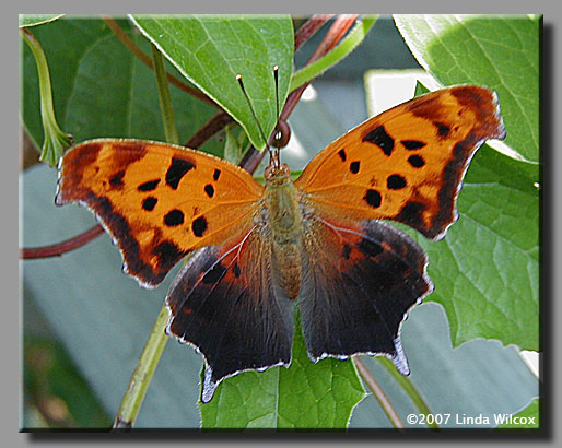 Question Mark (Polygonia interrogationis)