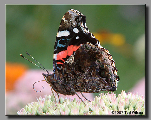 Red Admiral (Vanessa atalanta)