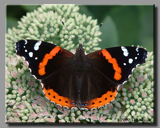 Red Admiral (Vanessa atalanta)