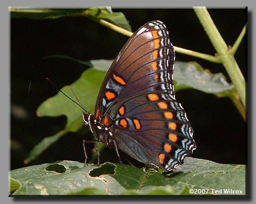 Red-spotted Purple (Limenitis arthemis astyanax)