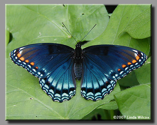 Red-spotted Purple (Limenitis arthemis astyanax)